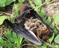 Pipistrellus kuhlii
