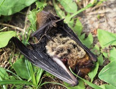 Pipistrellus kuhlii