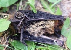 Pipistrellus kuhlii