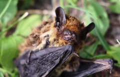 Pipistrellus kuhlii