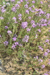 Thymus pallasianus