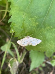 Parapoynx badiusalis