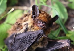 Pipistrellus kuhlii