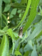 Tathorhynchus exsiccata