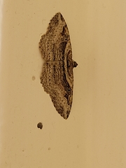 Costaconvexa