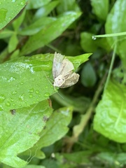 Tathorhynchus exsiccata