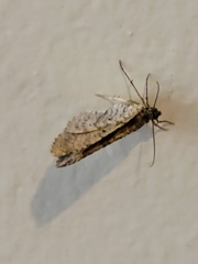 Costaconvexa