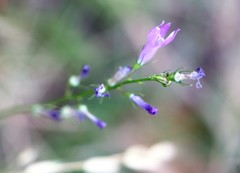 Campanula rapunculus
