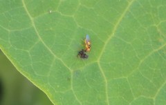 Thaumatomyia notata