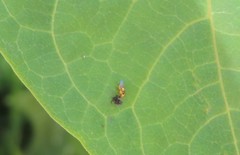 Thaumatomyia notata