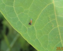 Thaumatomyia notata