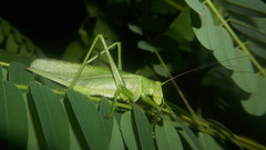 Tettigonia dolichoptera