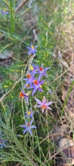 Calectasia