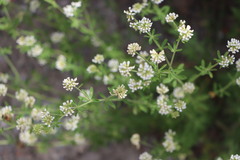 Dorycnium