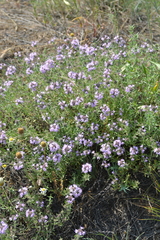 Thymus pallasianus