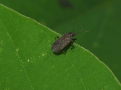 Pyrrhocoris