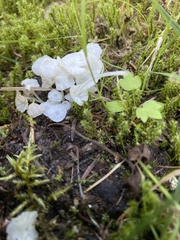 Microbotryomycetes