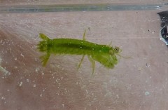 Pseudosquilla ciliata