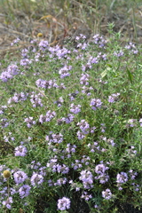 Thymus pallasianus