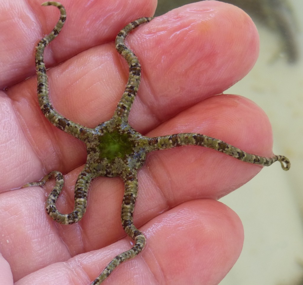 Short-spined Ophioderma