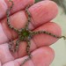 Short-spined Ophioderma - Photo (c) Kristin A. Bakkegard, some rights reserved (CC BY-NC), uploaded by Kristin A. Bakkegard
