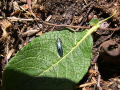 Agrilus viridis