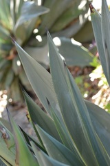 Agave warelliana