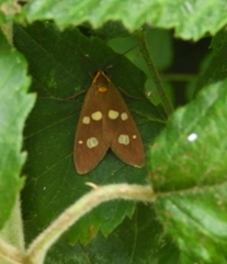 Dysauxes punctata
