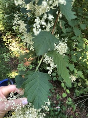 Holodiscus discolor discolor