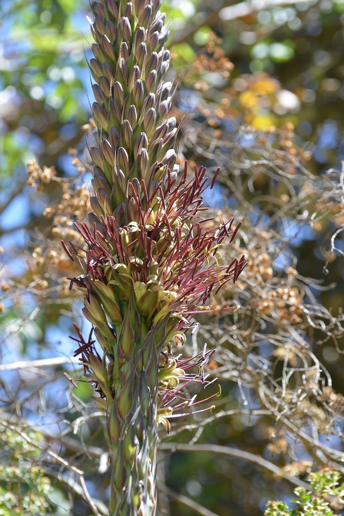 Agave warelliana, Chiapas, MX