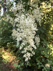 Holodiscus discolor discolor