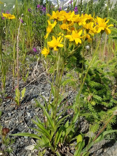 Narrowleaf arnica (Arnica angustifolia)