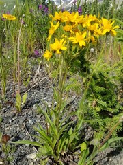 Arnica angustifolia, photograph Syd Cannings, CC BY, iNaturalist via GBIF