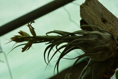 Tillandsia seleriana