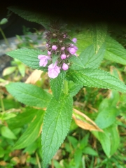 Stachys palustris