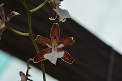 Oncidium leucochilum