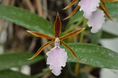 Rhynchostele stellata