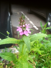 Stachys palustris