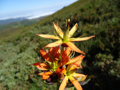 Gentiana lutea aurantiaca