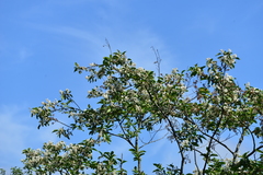 Alniphyllum pterospermum