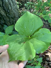Trillium cernuum