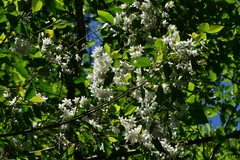 Alniphyllum pterospermum