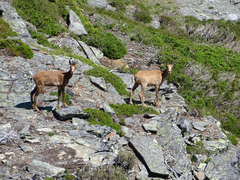 Rupicapra pyrenaica parva