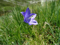 Campanula herminii
