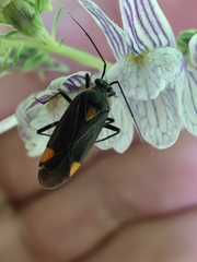 Capsodes flavomarginatus