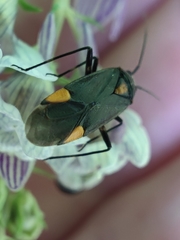 Capsodes flavomarginatus