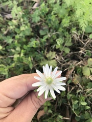 Anemone berlandieri