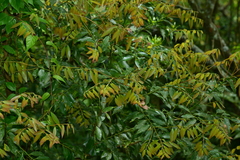 Cinnamomum insularimontanum