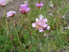 Armeria duriaei