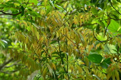 Cinnamomum insularimontanum